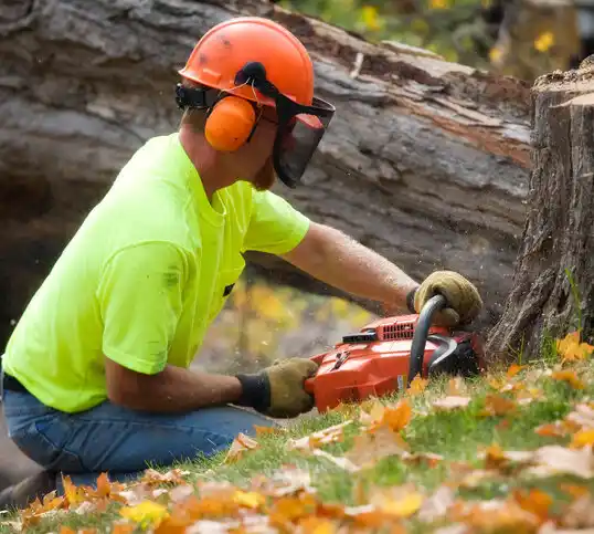 tree services South Shore